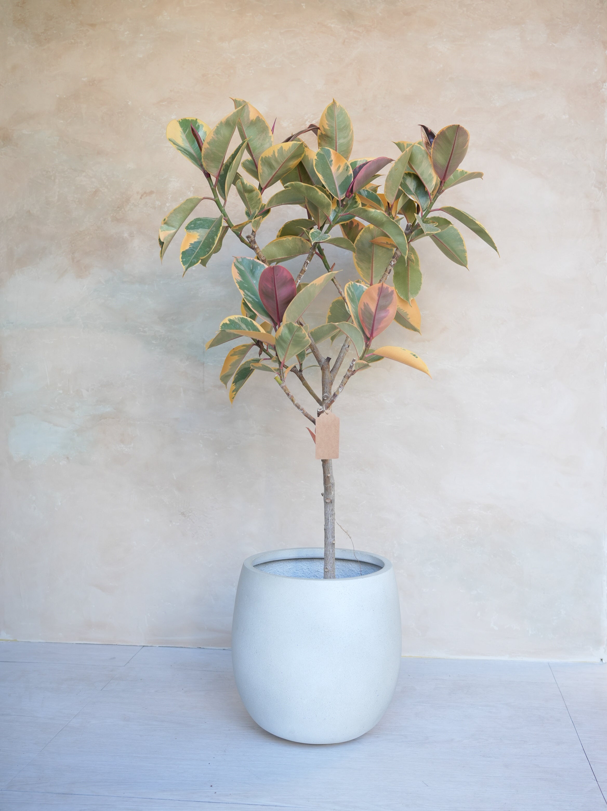 フィカスルビー 7号｜一点限り｜観葉植物販売 mamidori