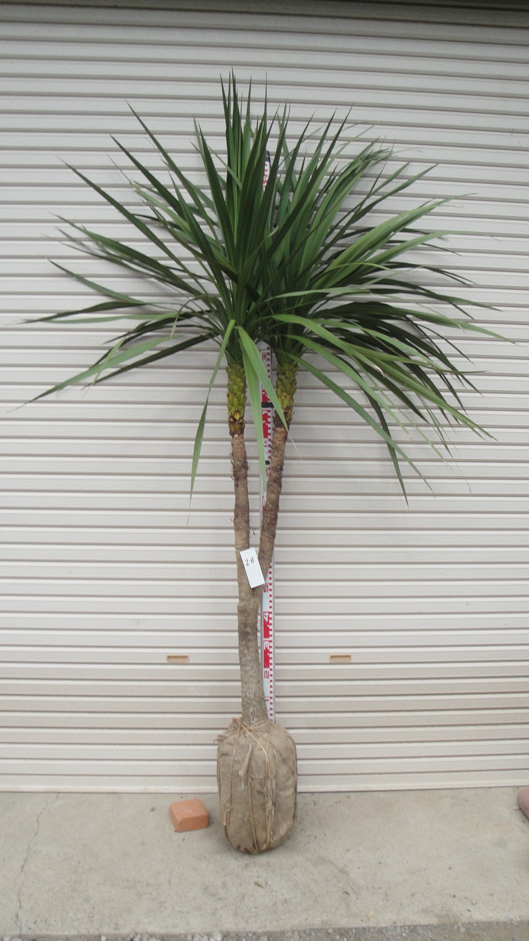 ドラセナ（ニオイシュロラン） 入荷情報 80 | 松樹園緑化