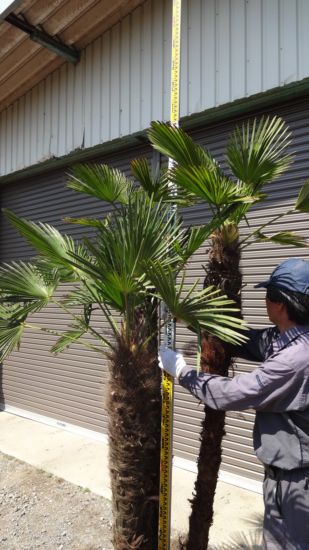 トウジュロ 入荷情報 145 | 松樹園緑化