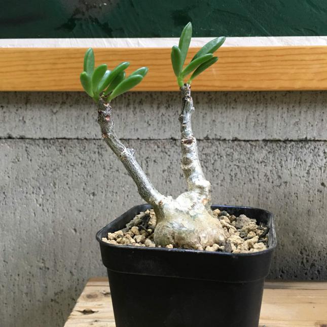 Tylecodon fragilis チレコドン フラギリス