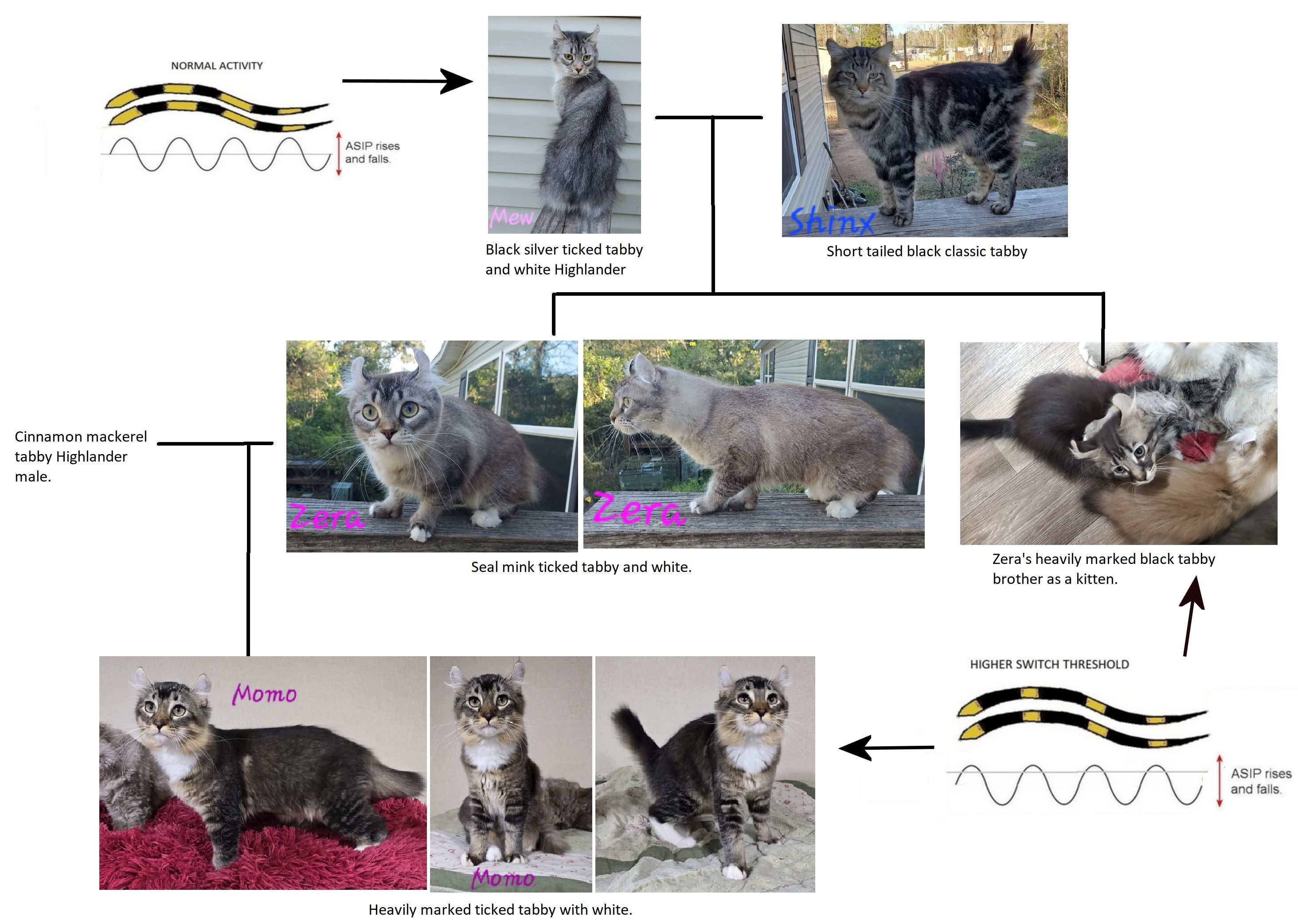GENETICS OF TAQPEP (TABBY PATTERN DEVELOPMENT)