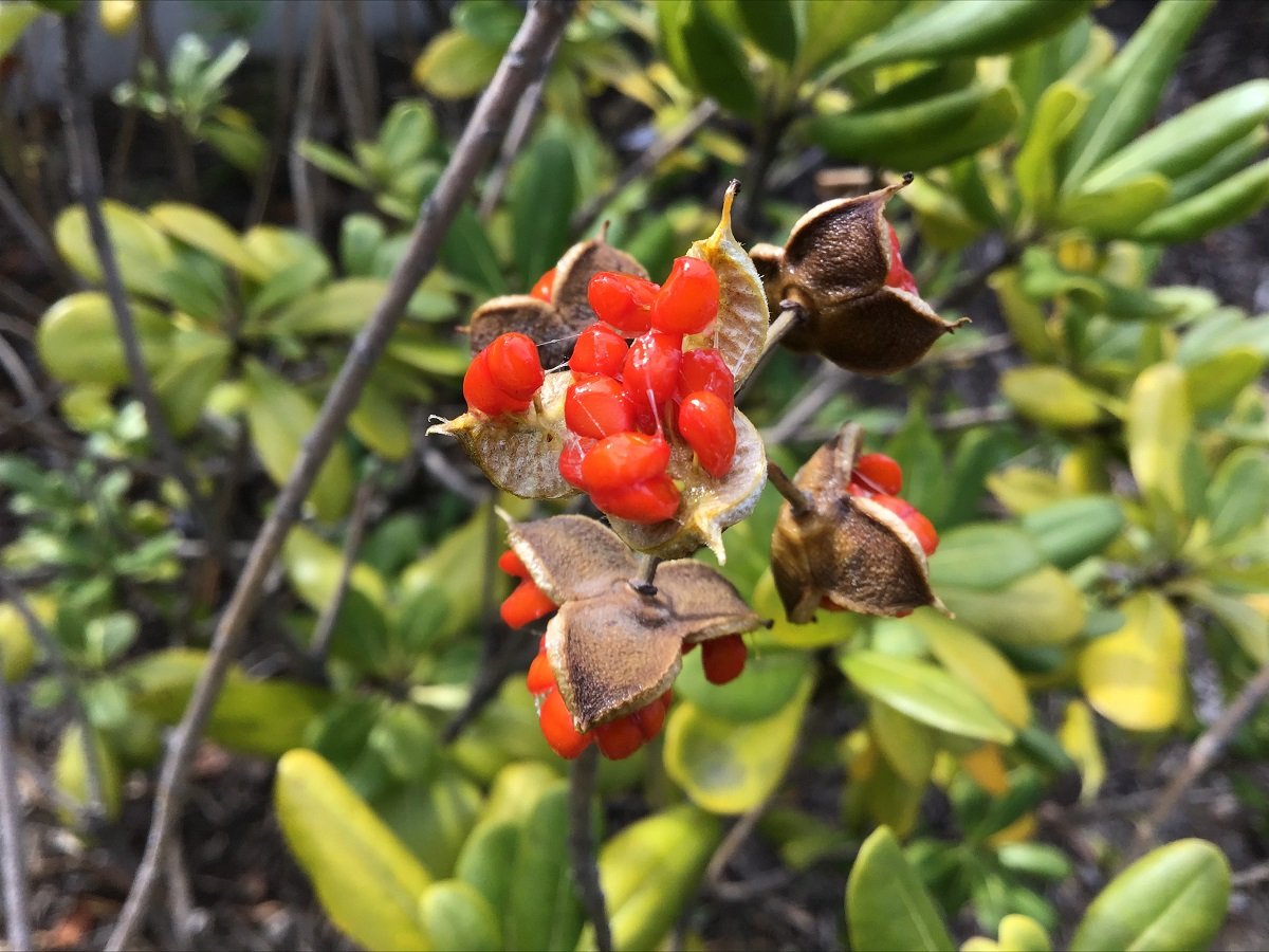 ビオトープ観察日記vol.34 ～植物紹介「トベラ②」～ | みなとアクルス