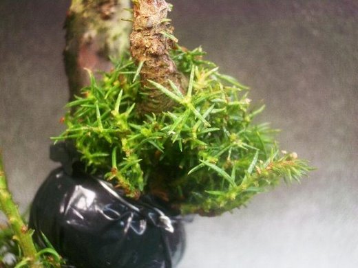 杉アーカイブ - 市川三郎の「プチ盆栽日記」