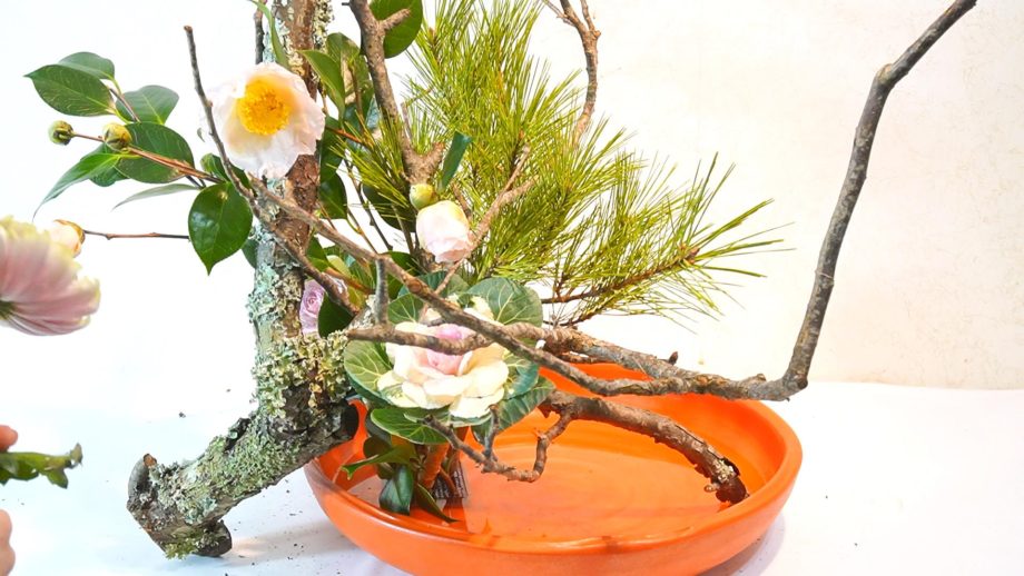 苔梅って何に？いけばなによく使われています | いけばなライフ・Mirinegi