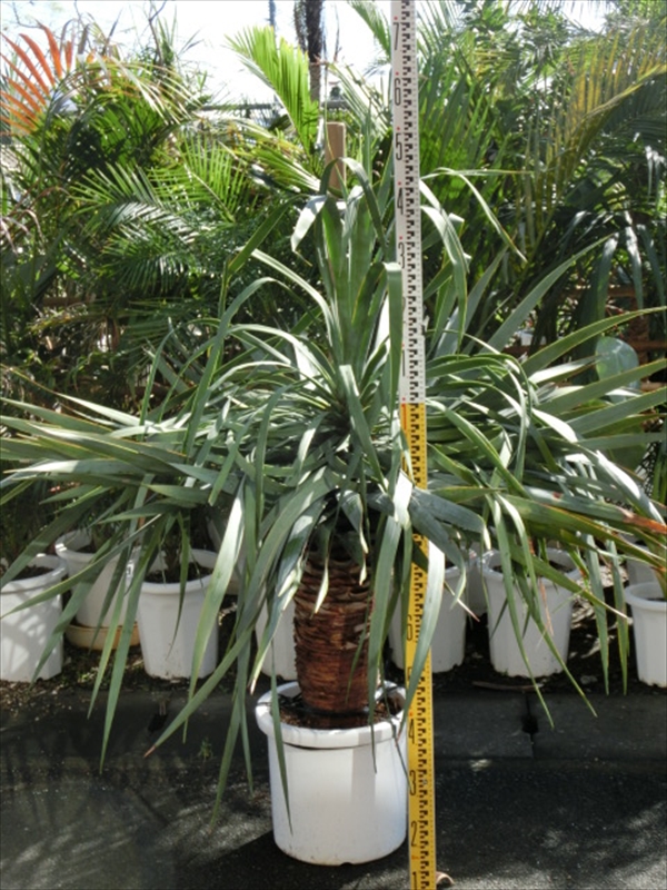 ドラセナドラコ | みずほ造園-公式サイト-OFFICIAL – ヤシ類・南陽植物