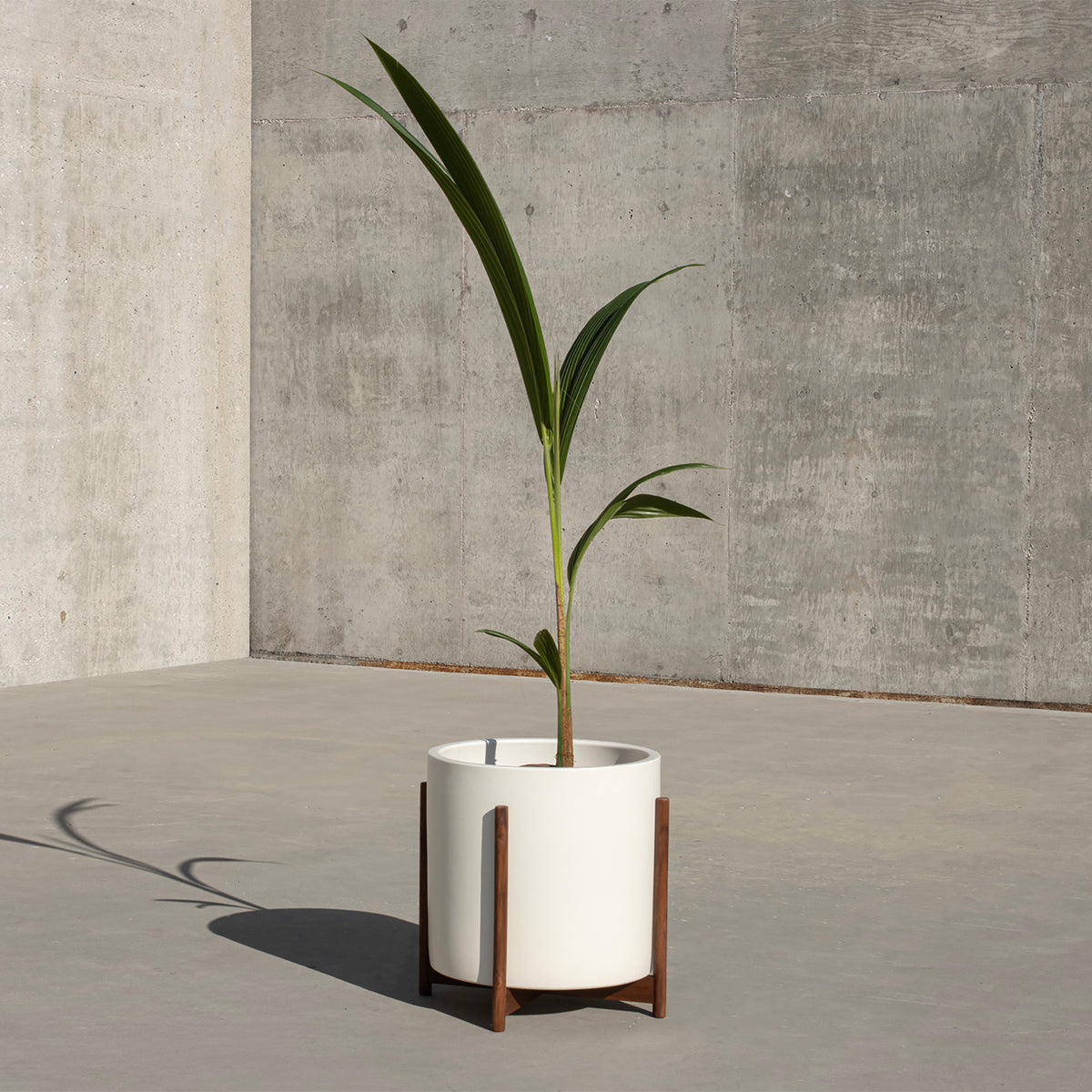 Case Study® Ceramics XXL Cylinder Planter With Stand – Modernica