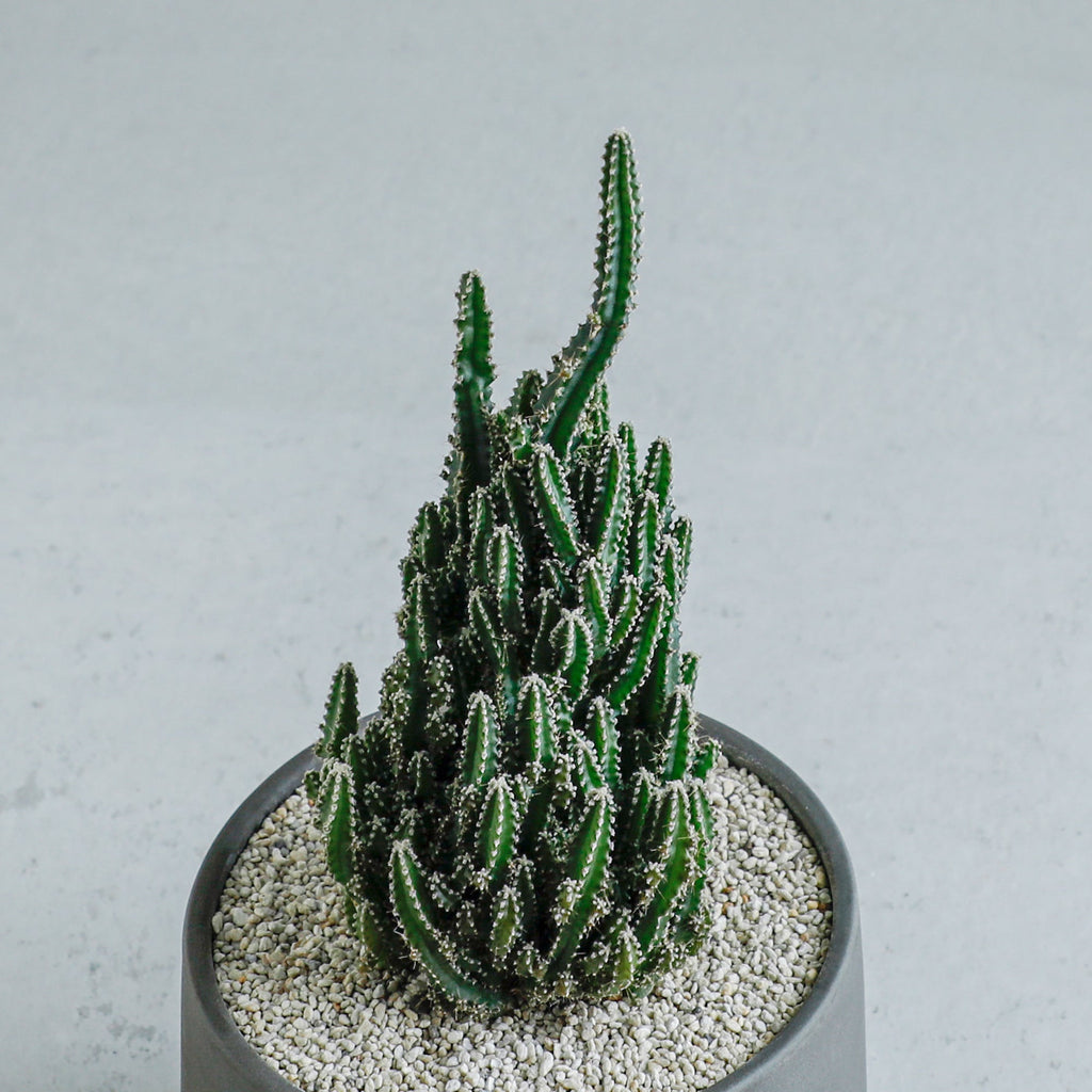 セレウス sp.モンストローサ – MOLLIS