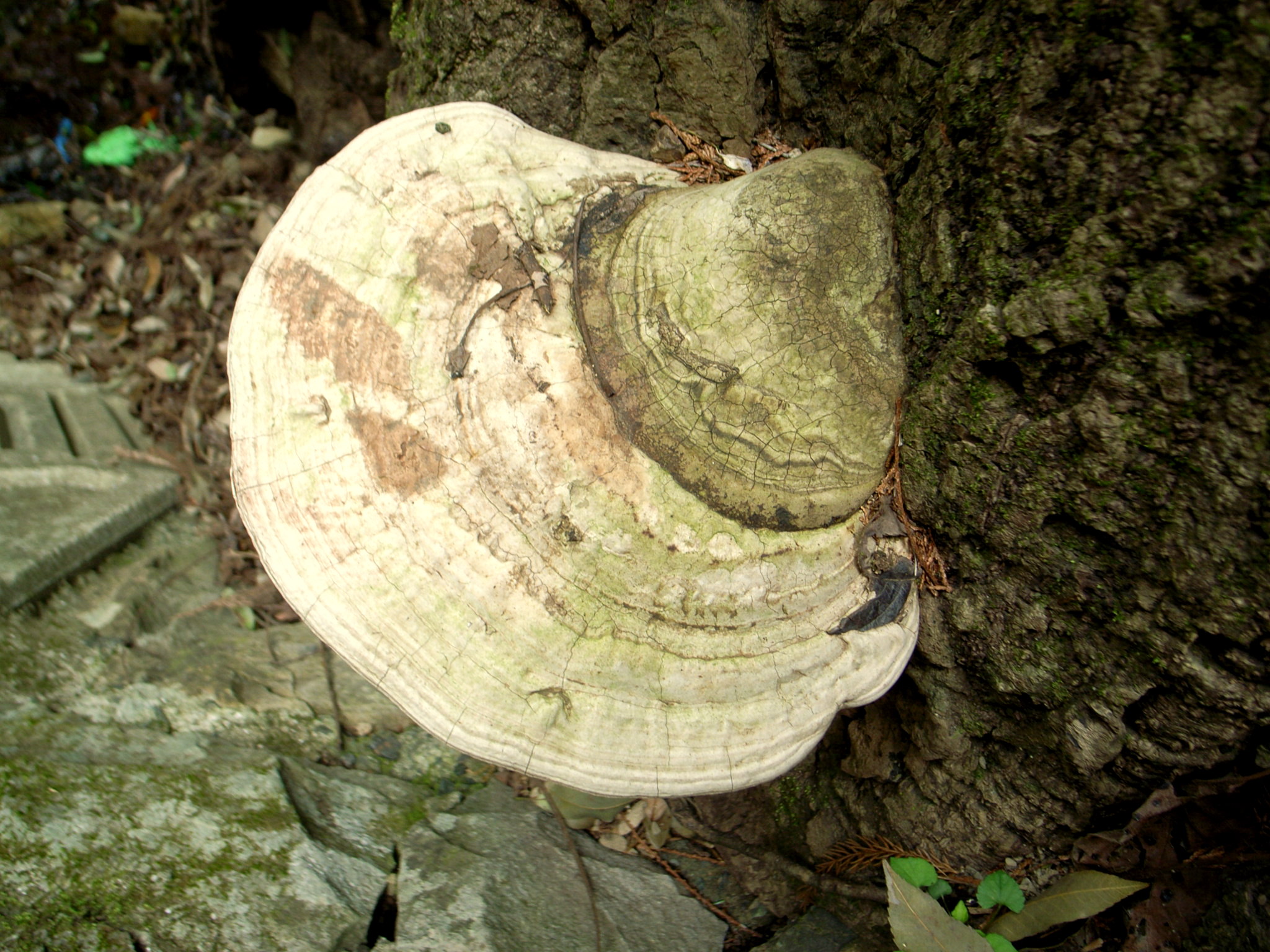 霊芝・サルノコシカケの話 森のかけら ｜ 大五木材