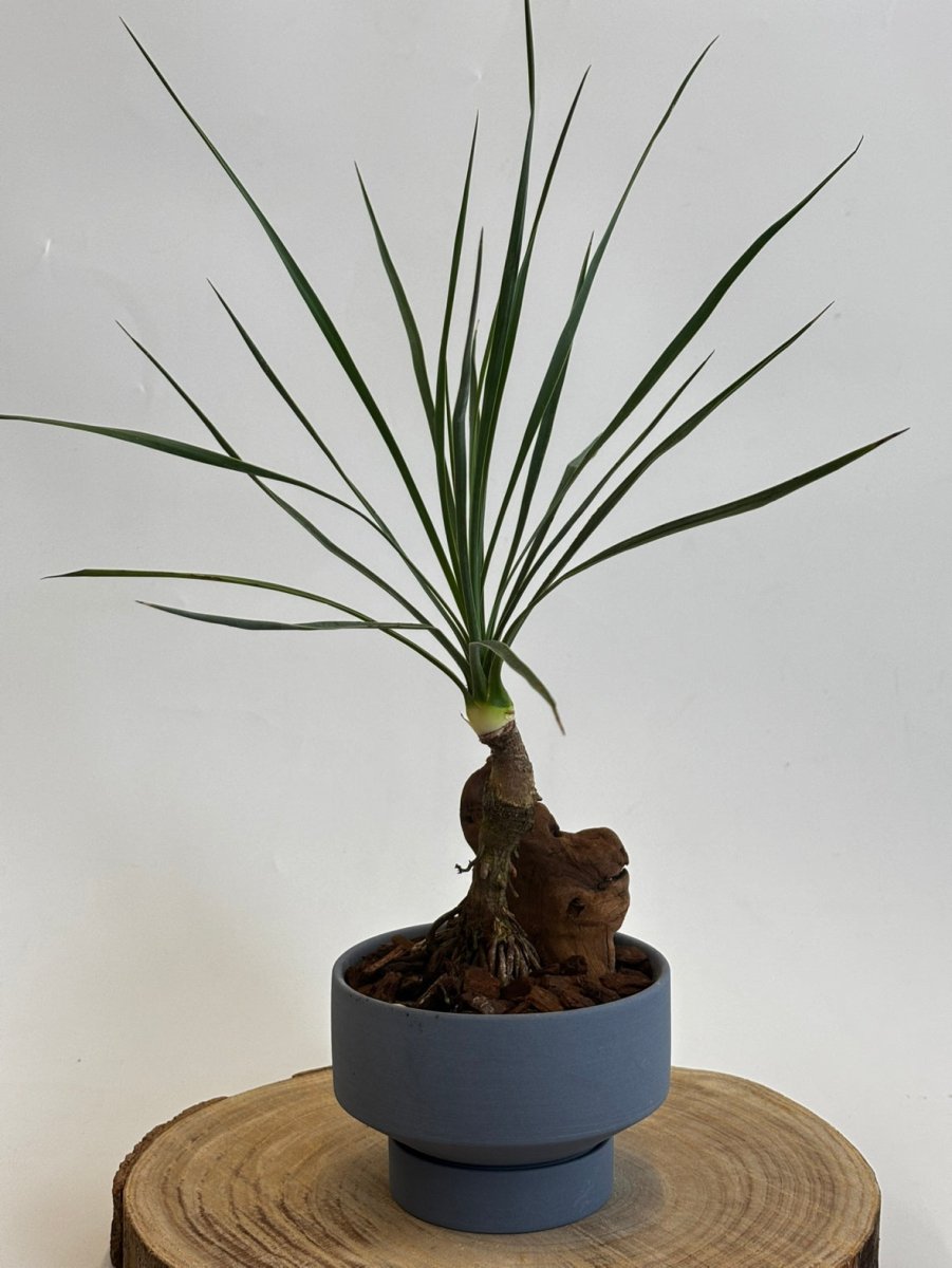 ユッカ 'ロストラータ根上がり'青陶器鉢入