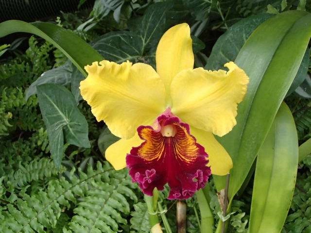 オーキッドメッセージ