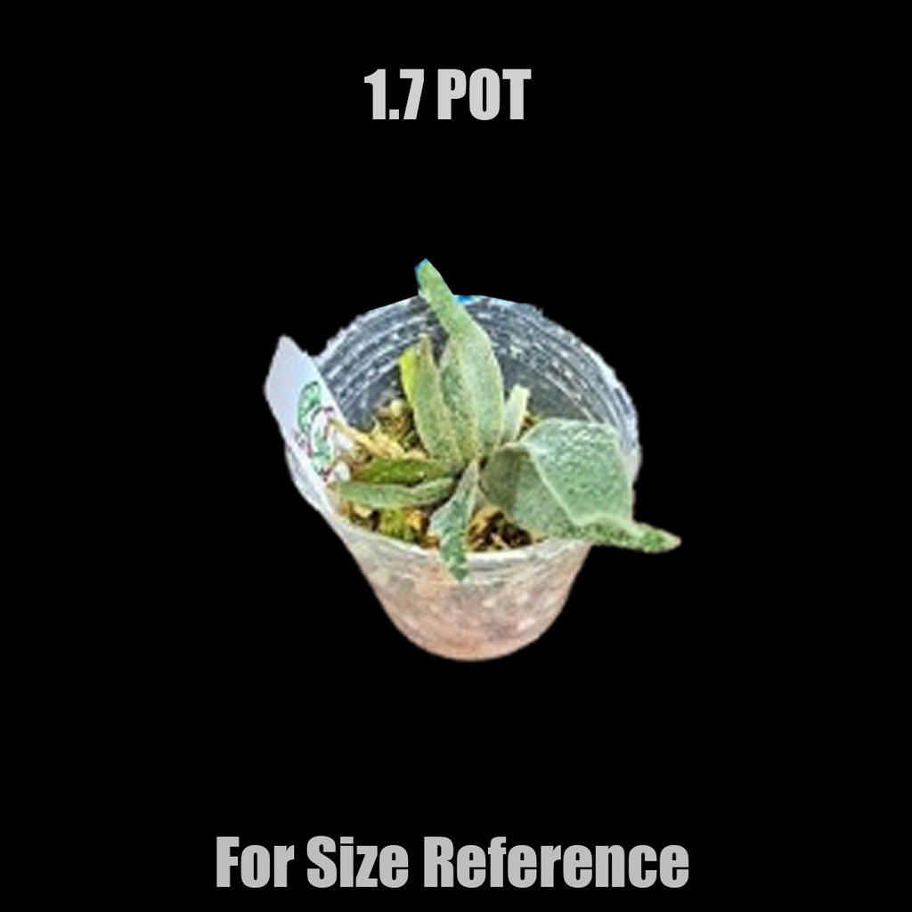 oct2_1_1024x.jpg?v=1725863366