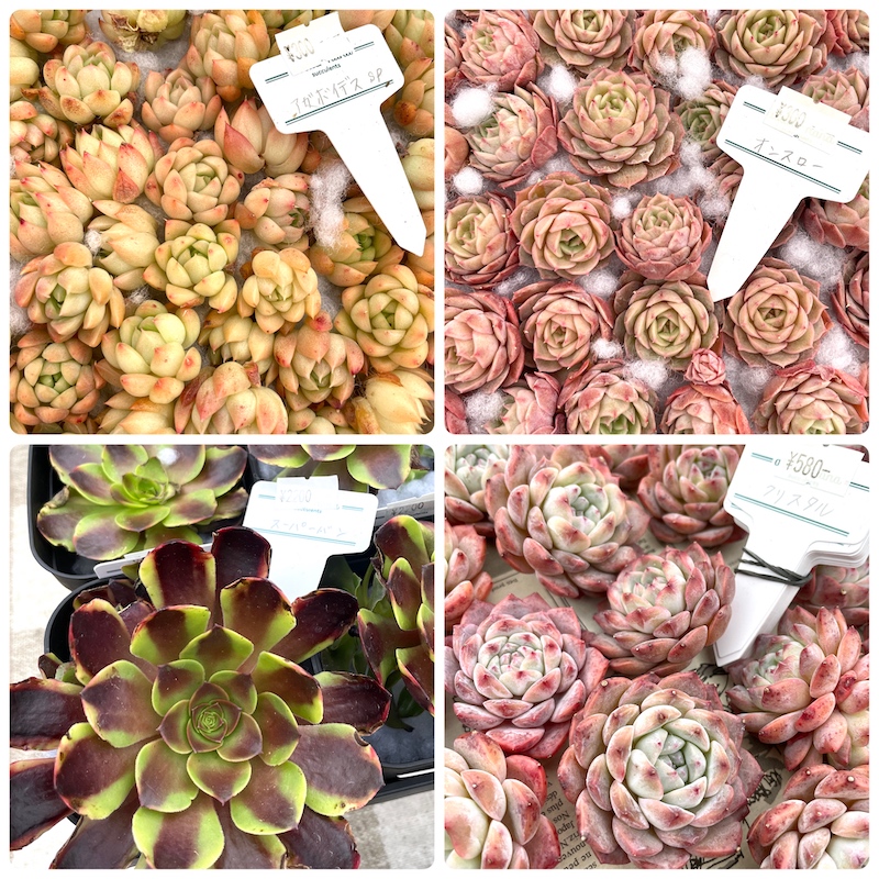 多肉植物 艶美人錦 微根 ネコポス発送 【公式通販】