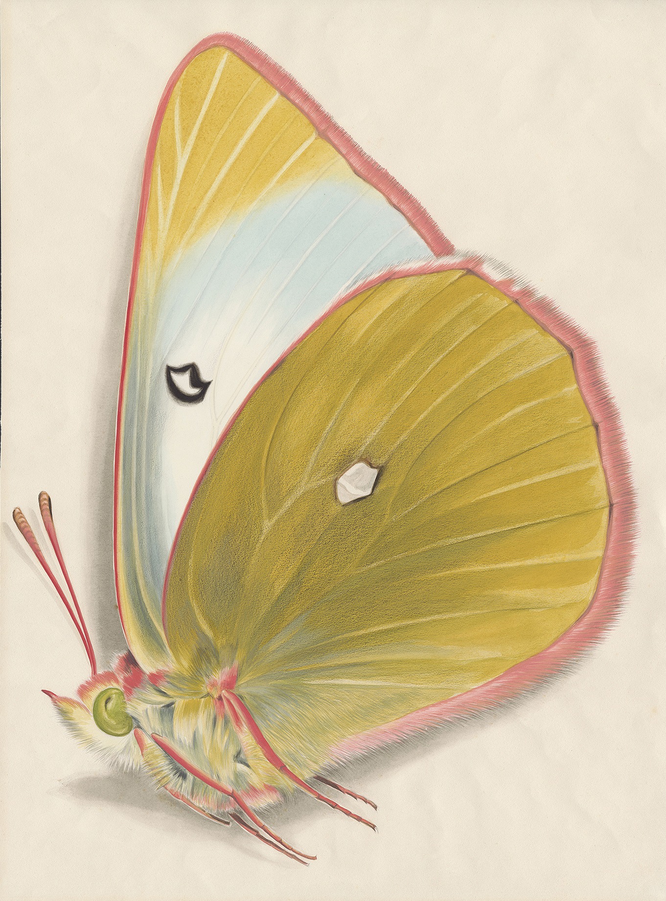 田淵行男細密画展 安曇野の蝶 | 安曇野文化財団