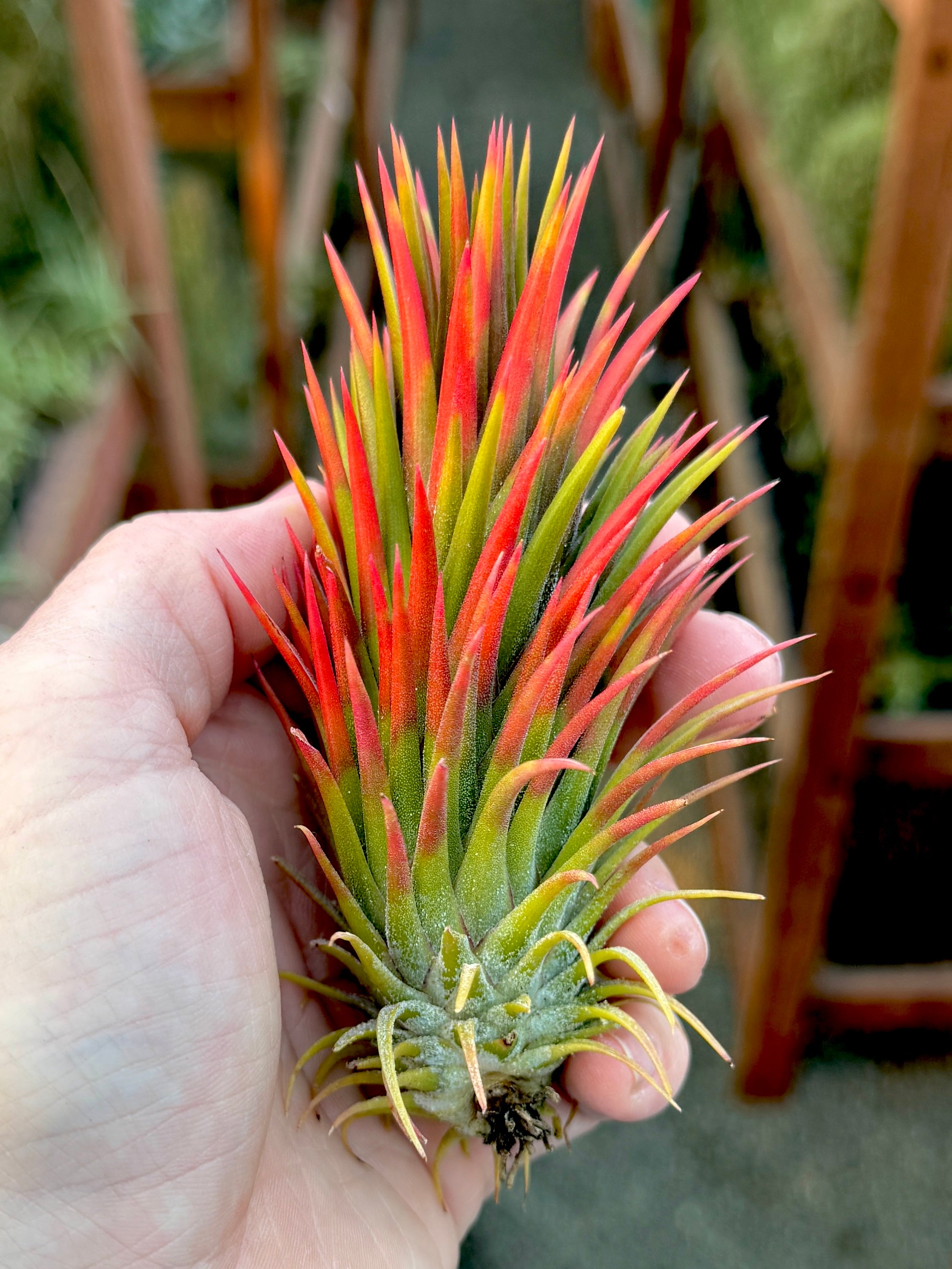 Ionantha 'Totem Pole' – Air Plant Hub