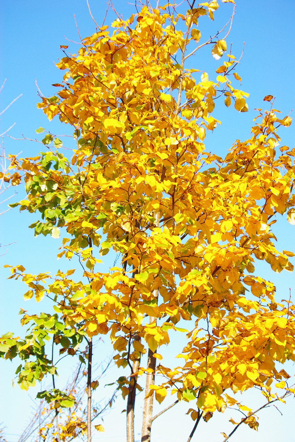 山採り自然樹形のアズキナシ販売 那珂市秋元園芸