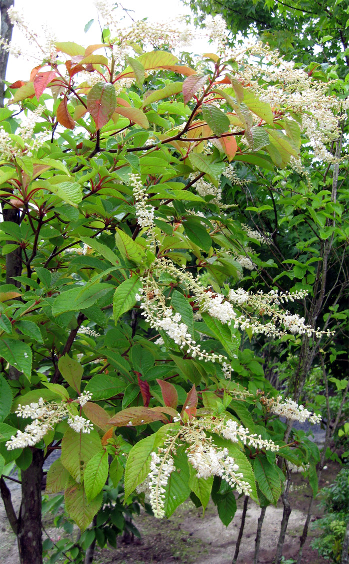 山採り自然樹形リョウブ販売 秋元園芸