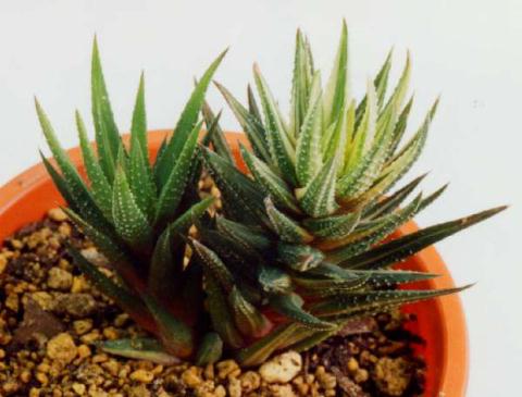 ハオルチア 鼓笛錦(Haworthia hyb. KOTEKI NISHIKI)写真 多肉植物