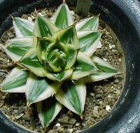 アガベ ピンキー(Agave filifera 'Pinky') 多肉植物データベース
