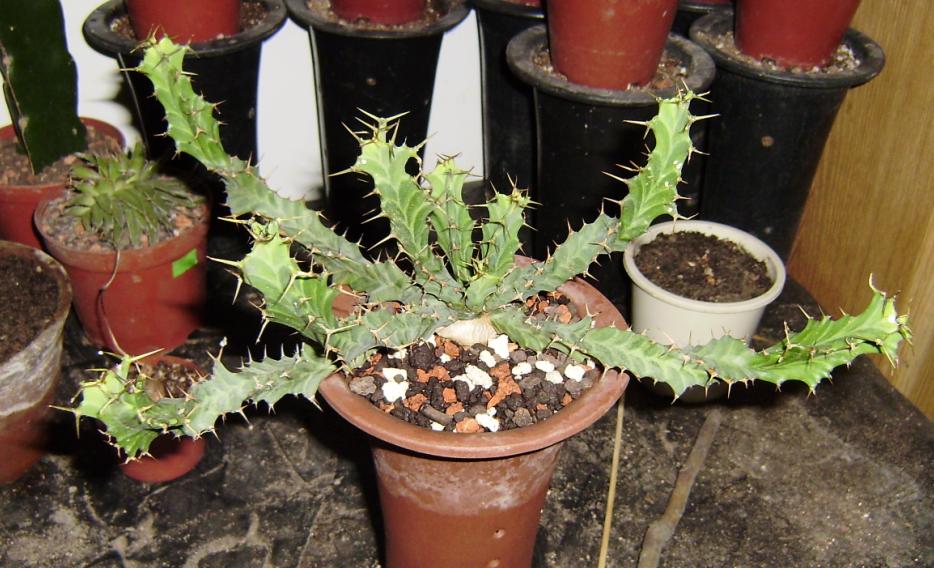 ユーフォルビア ペルシステンス(Euphorbia persistens)写真 多肉植物
