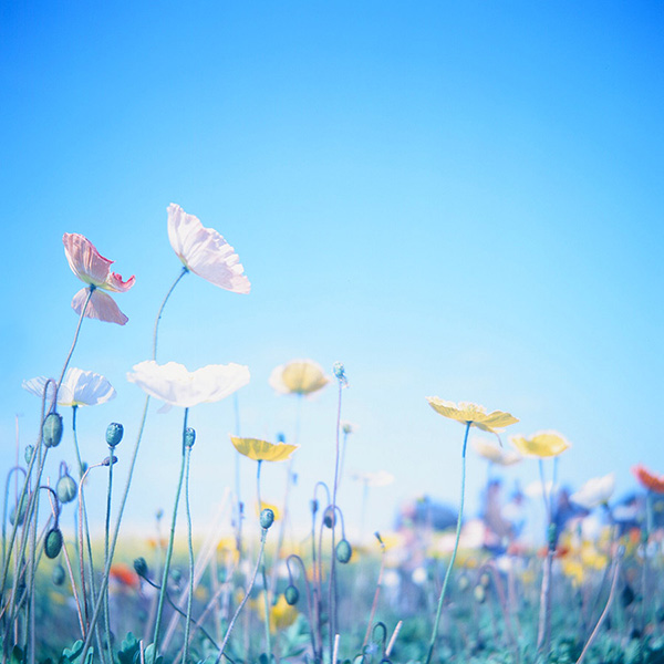 女性ウケNO.1『FUJI T-64』