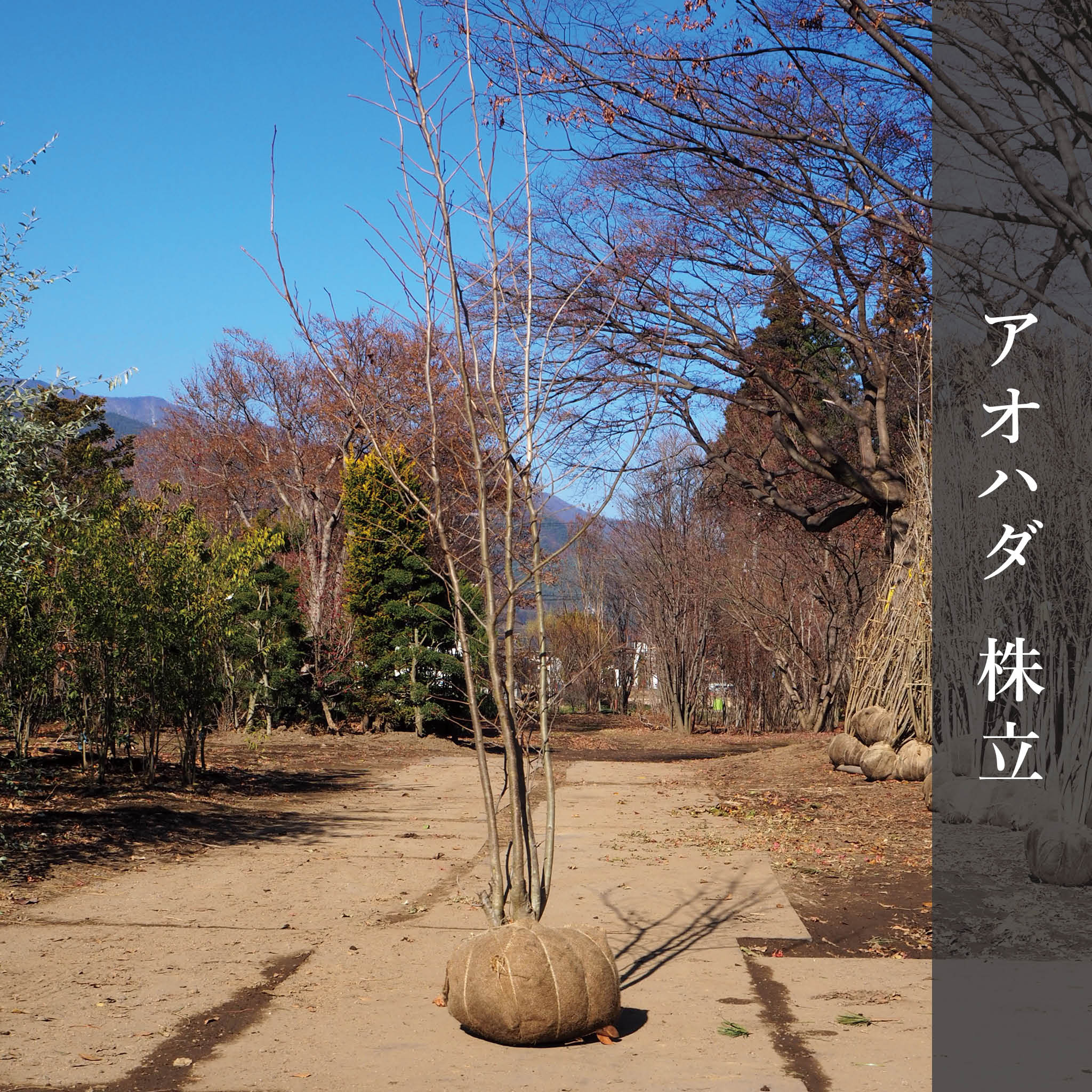 アオハダ（株立） 2.5m – 安藤苗圃