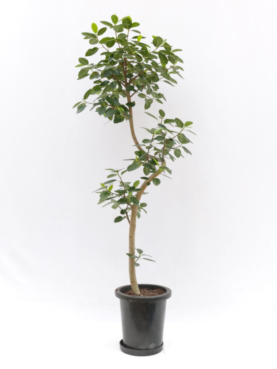 フィカス・フランスゴム 8号の通販 | 観葉植物通販AONOKI（あおのき）