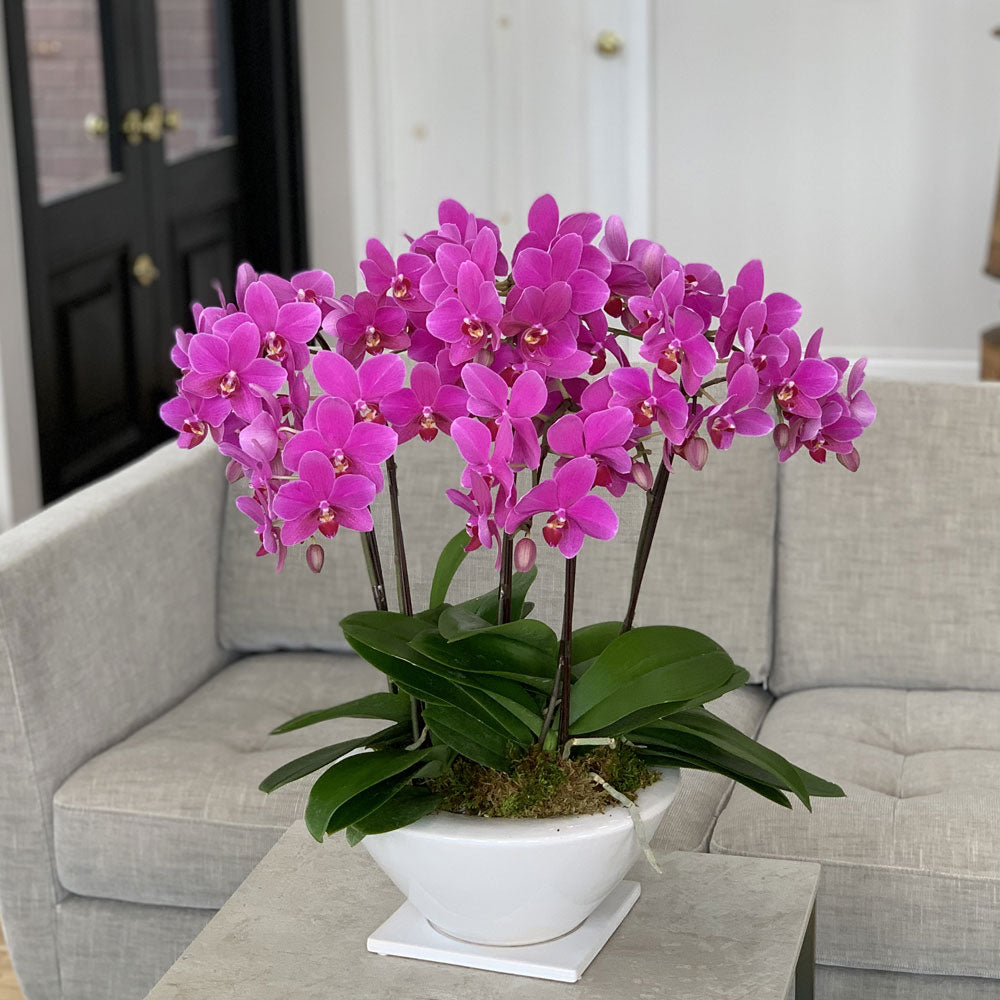 ギフトカード】ミディ胡蝶蘭白平鉢(8号鉢5本立ち ピンク系) ギフト