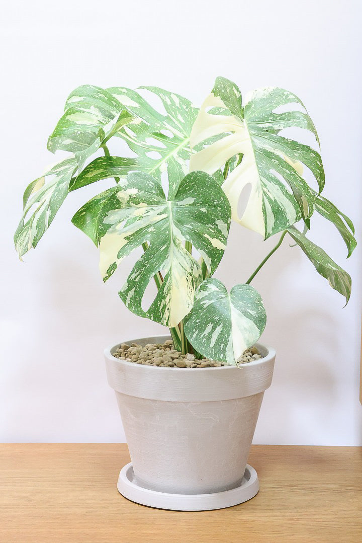 モンステラ タイコンステレーションPP61434A| 観葉植物の通信販売