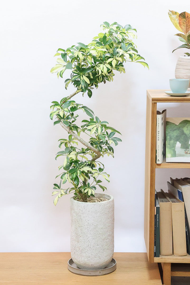 シェフレラ グランディIV61066| 観葉植物の通信販売 | APEGO(アペーゴ)