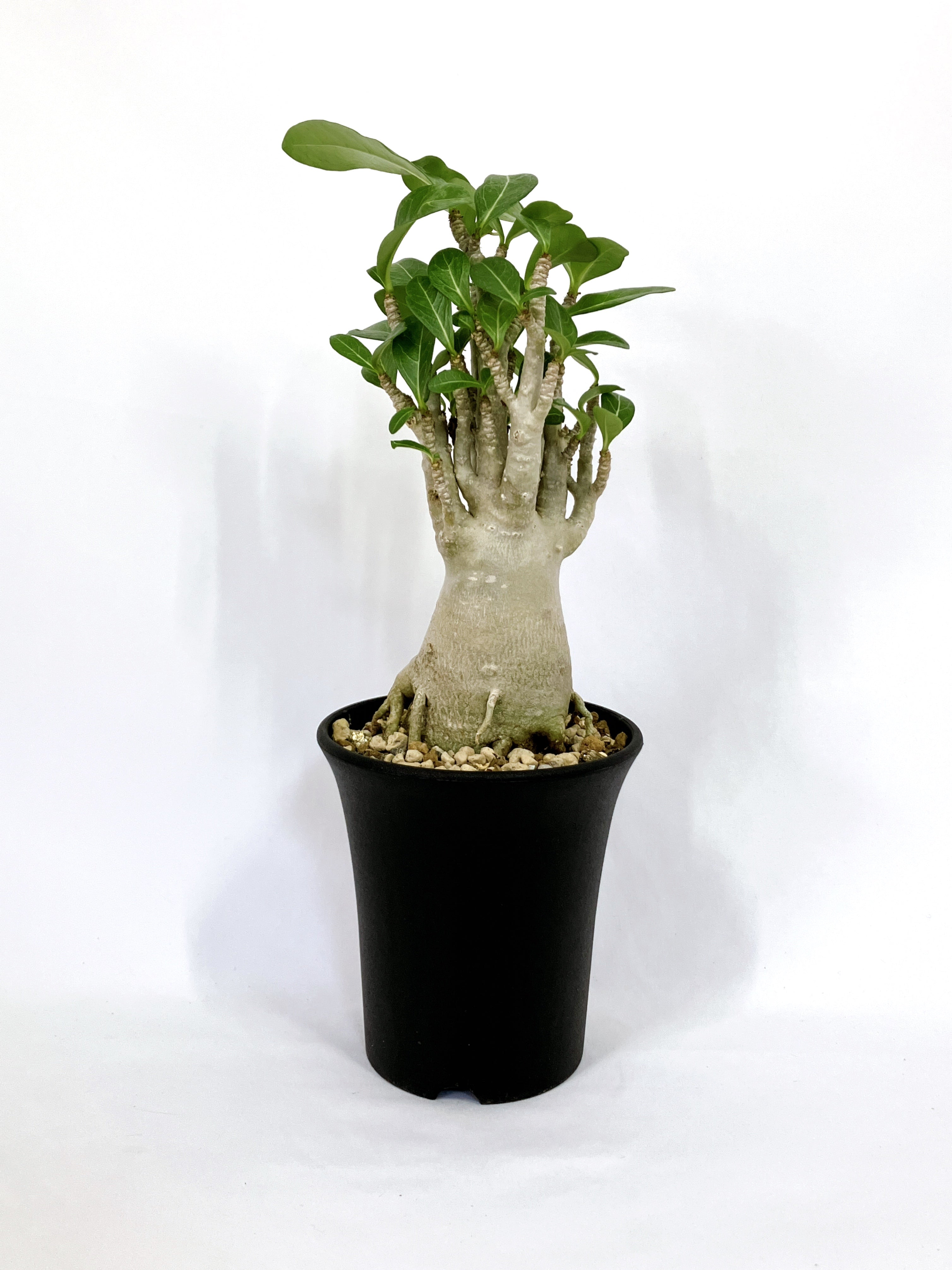 アデニウム タイ ソコトラナム – アぺロ・ヒュ―レ