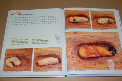 動植物関連書籍 ＞ 節足動物 ＞ 昆虫（甲虫） ＞ 台湾のクワガタ虫