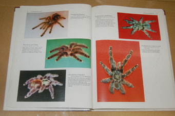 動植物関連書籍 ＞ 節足動物 ＞ タランチュラ ＞ タランチュラ図鑑