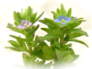 タチイヌノフグリ