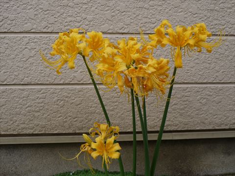 さわやかマイタウン・横浜旭区／ASA三ツ境北部がお届けする地域密着