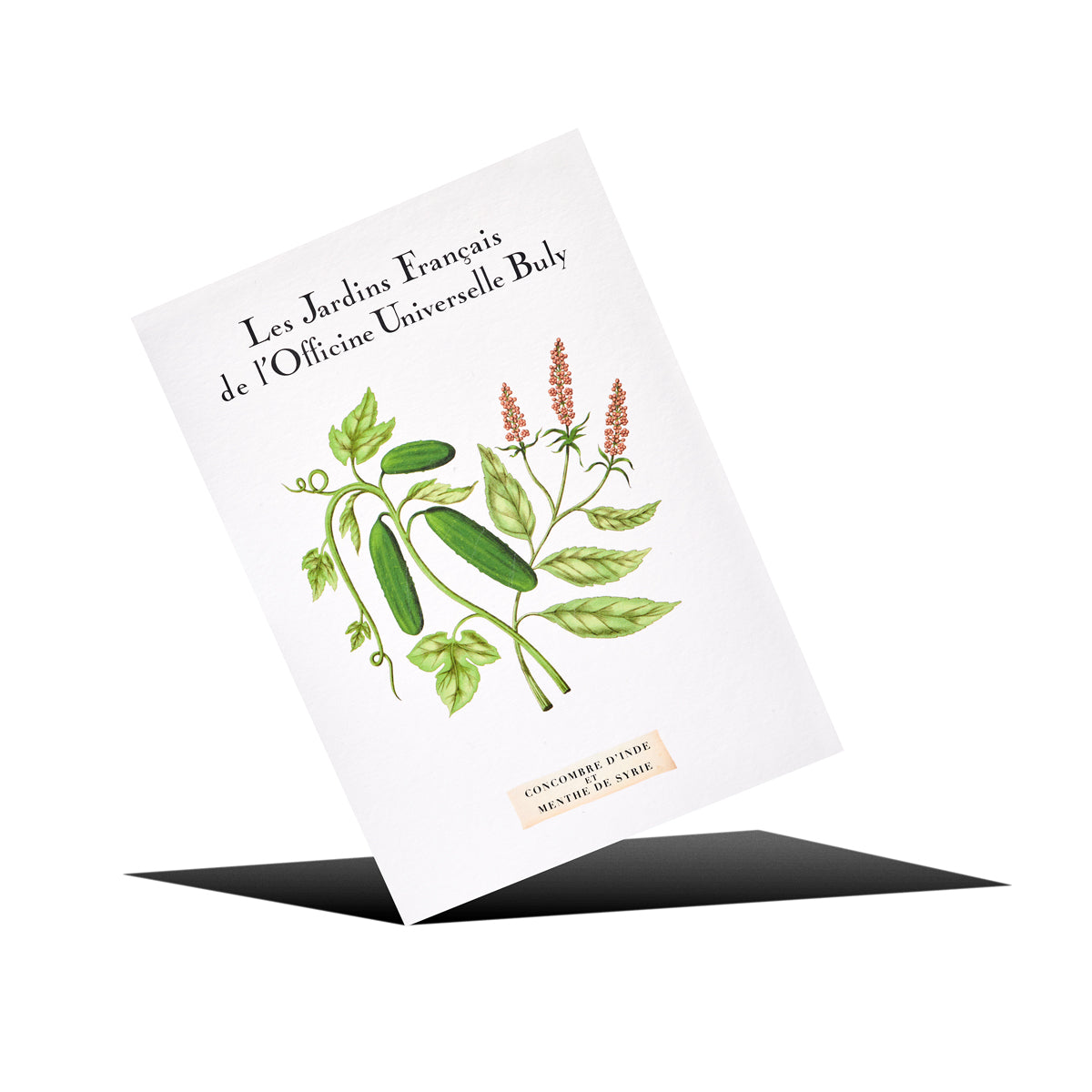 カルト・ポスタル・パルフュメ コンコンブル・ダンド・エ・マント