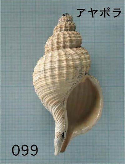 巻貝/ソフト型大の貝/詳細ページ