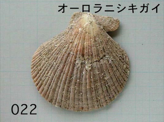 二枚貝/おうぎ型の貝/詳細ページ