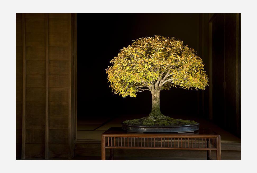 盆栽宇宙 - Shigeru Masuda