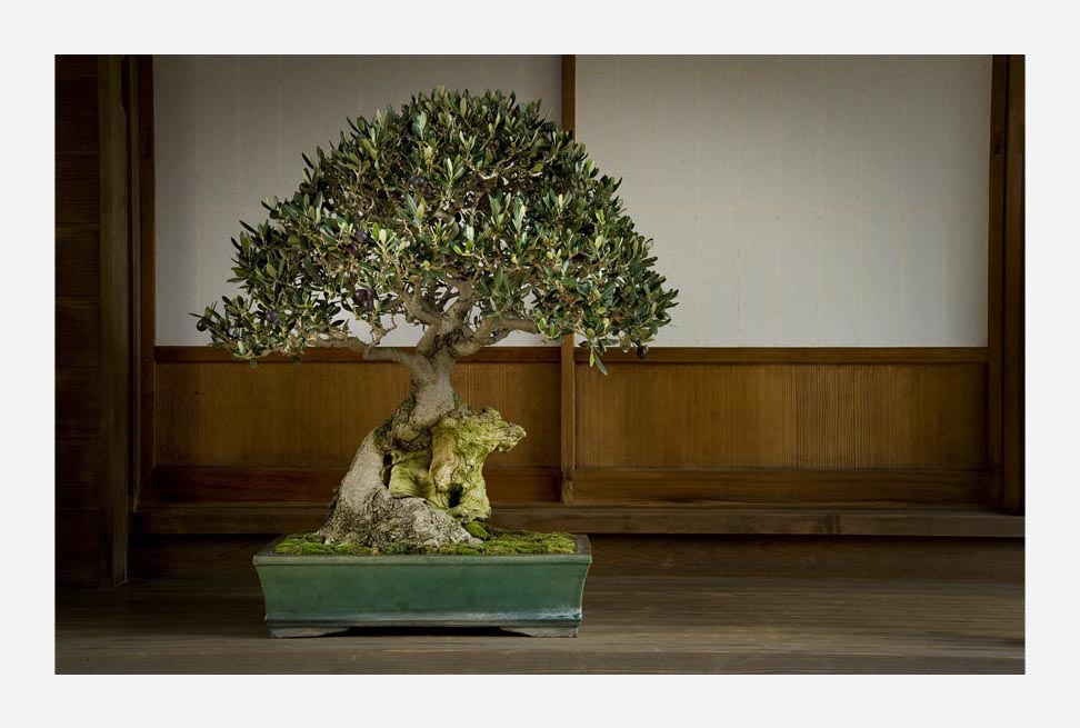 盆栽宇宙 - Shigeru Masuda