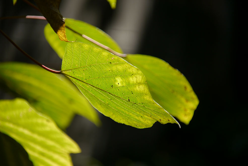 Cine Lens Gallery: Schneider Tele Xenar 75mm f3.8 （ Cマウント ）