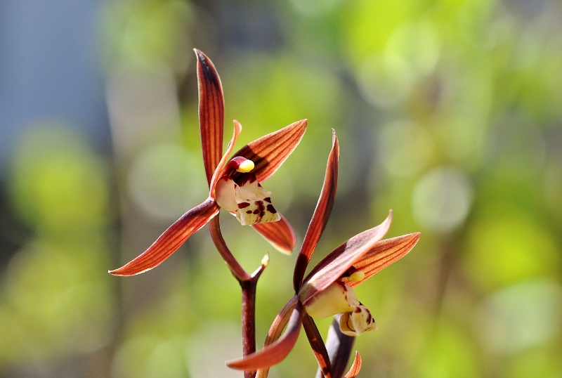 ホウサイラン（報歳蘭） | トッコス爺の身近な花・虫・鳥 撮り