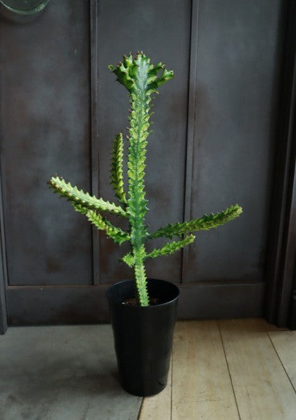 ユーフォルビアトリゴナ 黄斑 – bois de gui