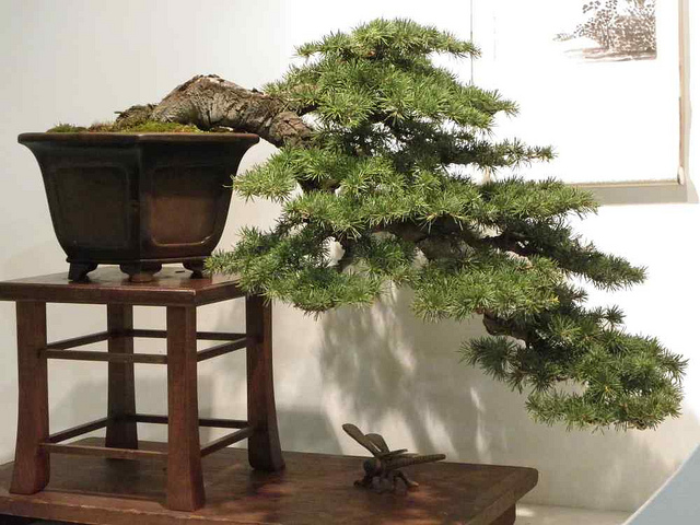 五葉松 吹き流し 半懸崖 株立 五葉松吹き流し半懸崖株立