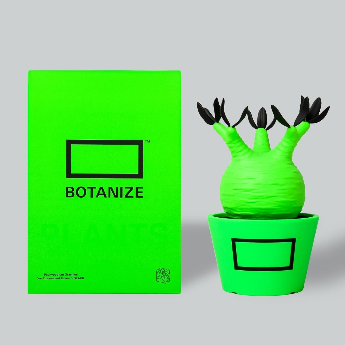 VCD Pachypodium Gracilius Fluorescent Green ＆ Black – BOTANIZE