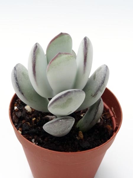 だるま福娘（だるまふくむすめ）