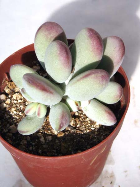 ふっくら娘（ふっくらむすめ）、福だるま