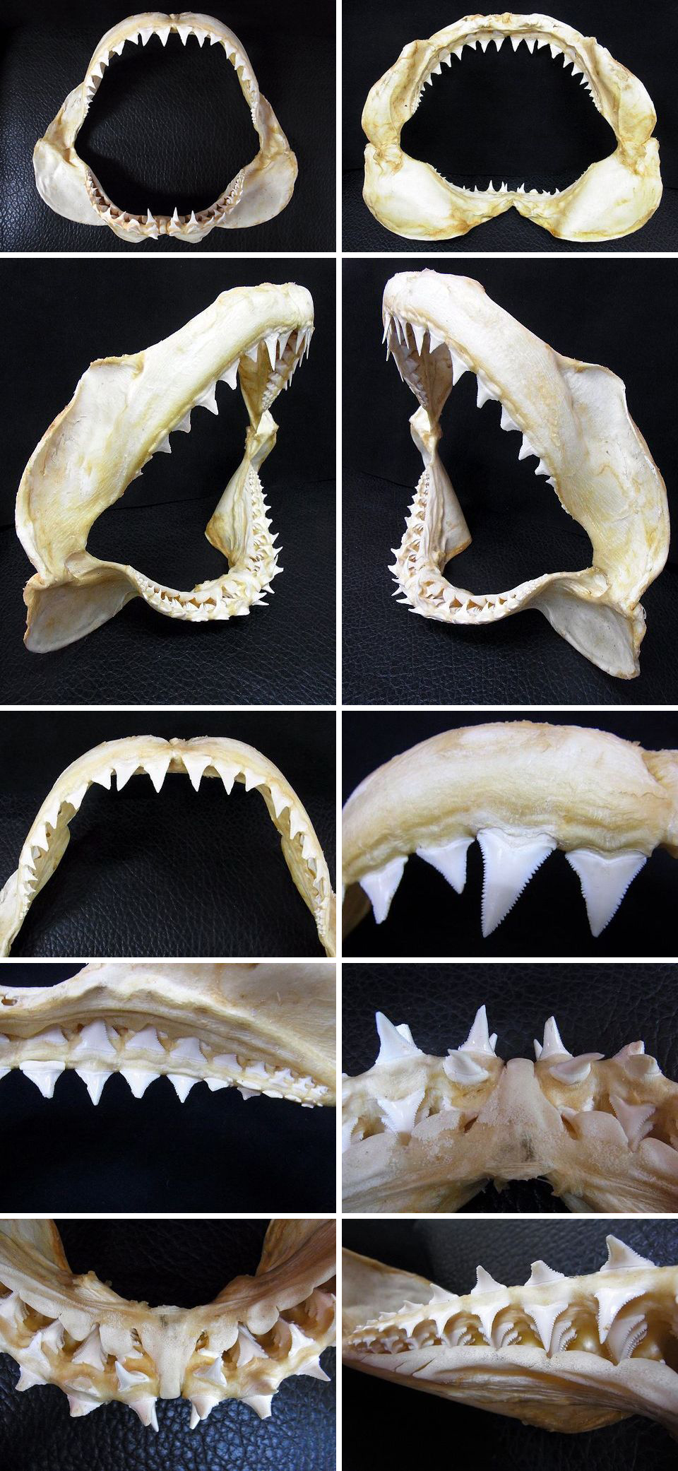 ☆ 即納 ☆ 本物！☆大迫力！ 41cm ホオジロザメ 顎骨 ☆ JAWS ☆ 歯