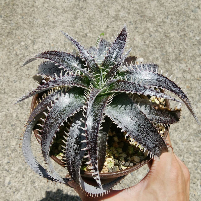 ディッキア成長記録：ディッキア・ビルベイカー（Dyckia 'Bill Baker