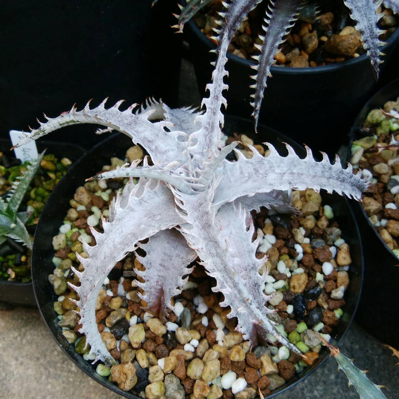 ディッキア成長記録：Dyckia 'Dragon Bone' x marnier-lapostollei