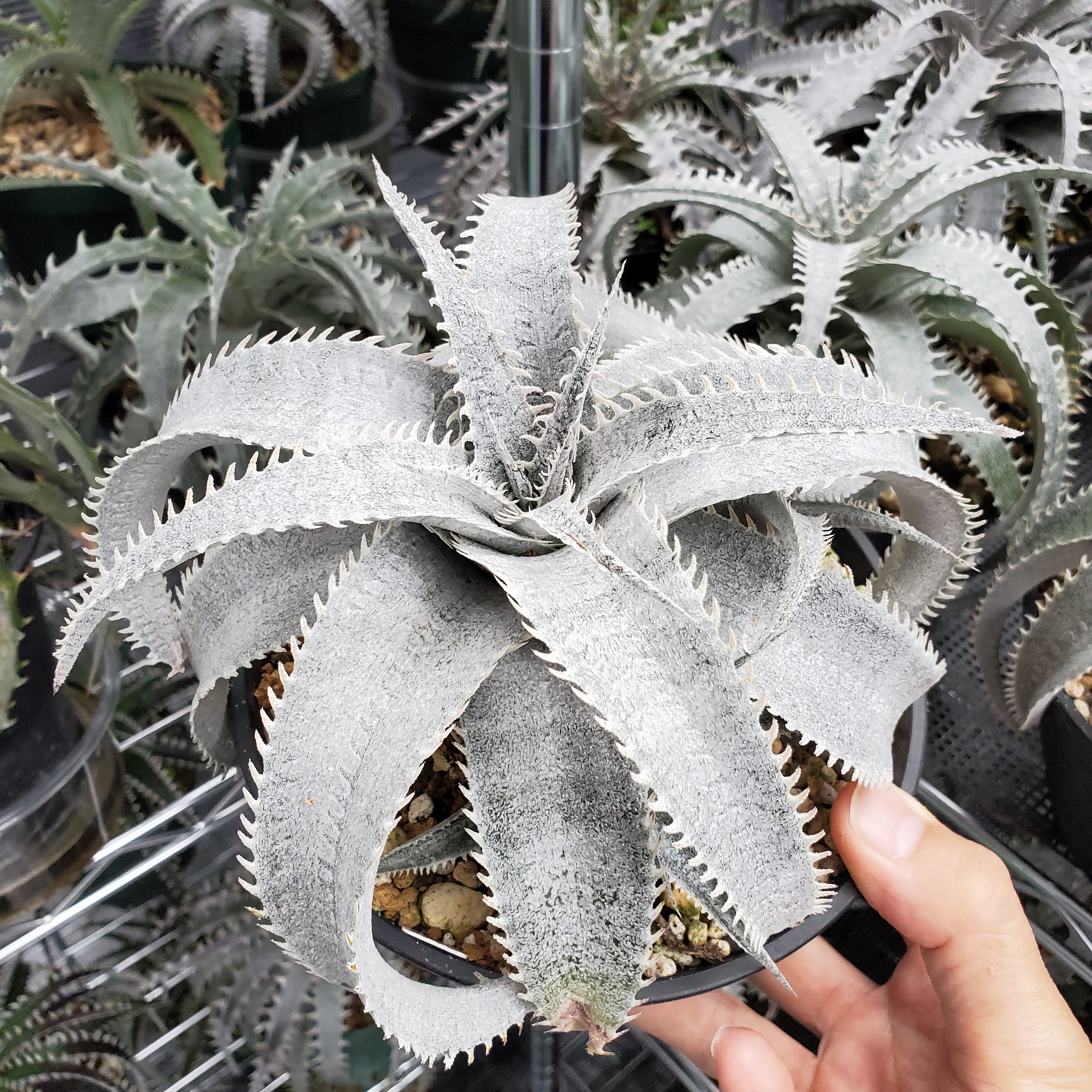 ディッキア・マルニエルラポストレイ（Dyckia marnier-lapostollei